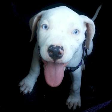 Reeds Blu Remy front Pit Bull.jpg